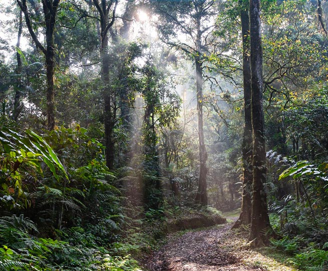 FSC zertifizierte Papiere für die Druckproduktion